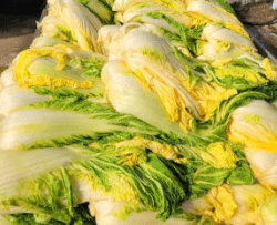 김장 배추 고르는 방법