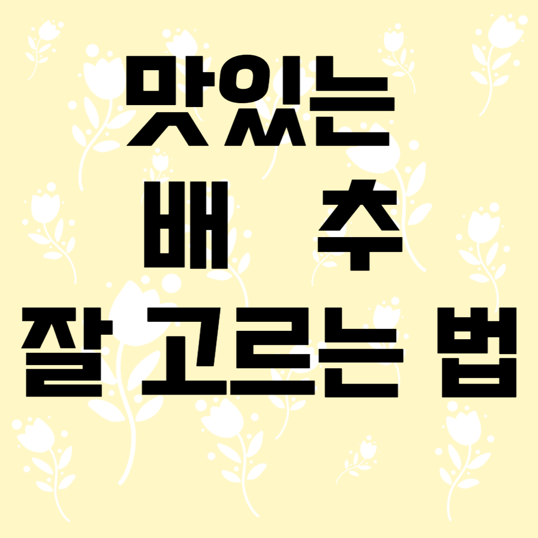 맛있는 배추 잘고르는 법 배추요리