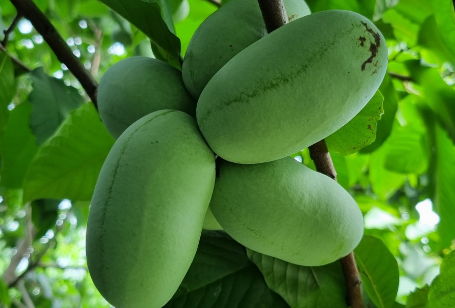 논산-포포나무-포포열매-카페라엘