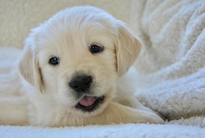 골든 리트리버 사진