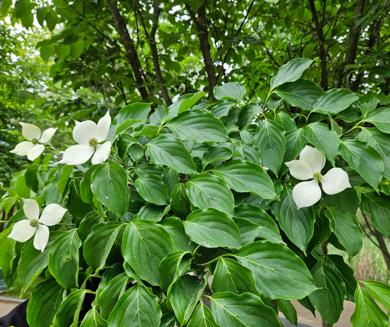 산딸나무 수형2