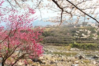 봄꽃 여행지 베스트10 벚꽃 유채 튤립 명소와 걷기 좋은 코스_16