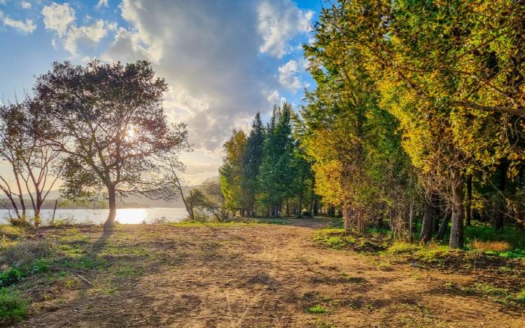 고령 은행나무숲