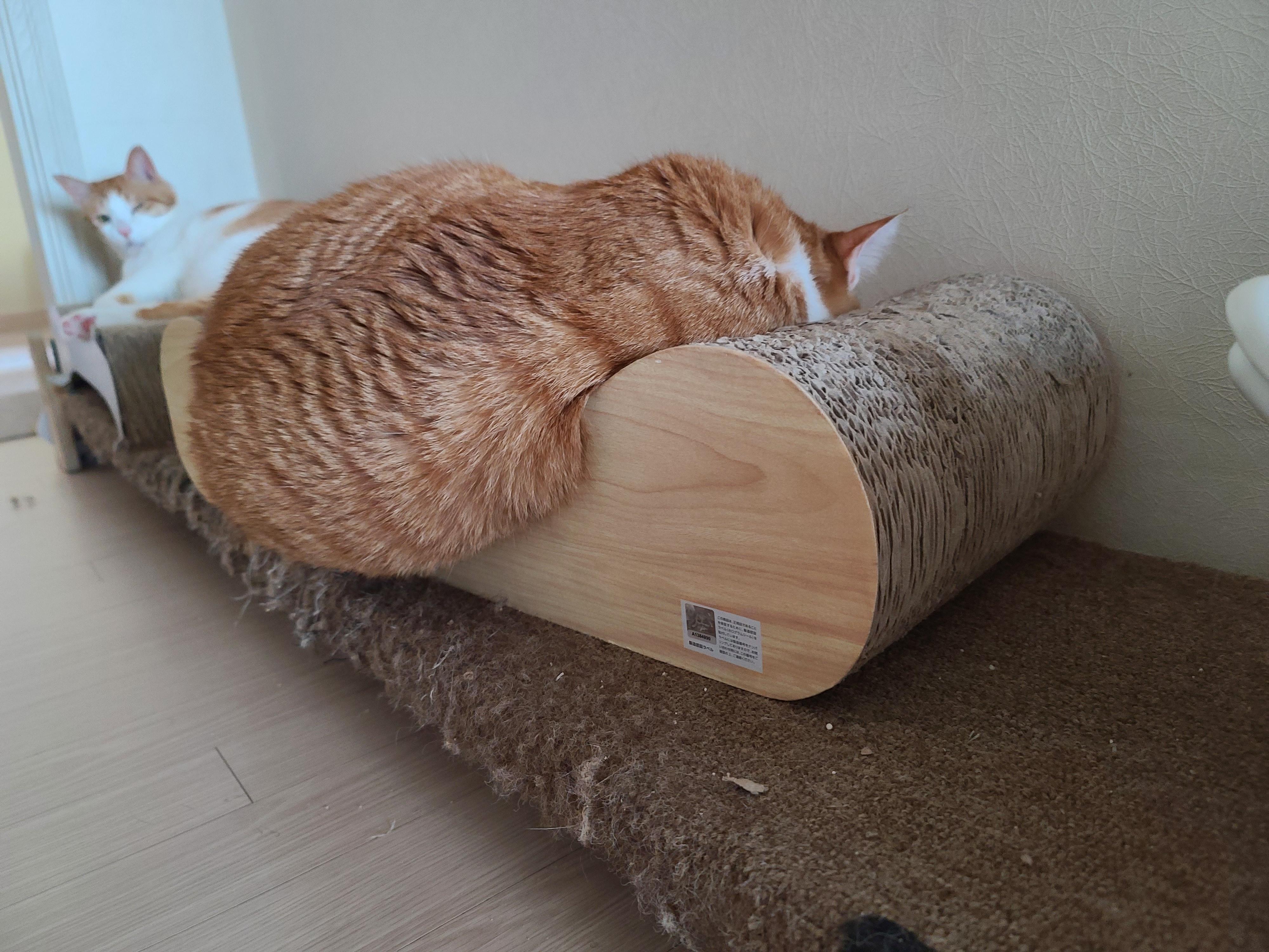 흘러내릴듯 흘러내리지 않는...보는 사람만 불안한 고양이 수면자세.