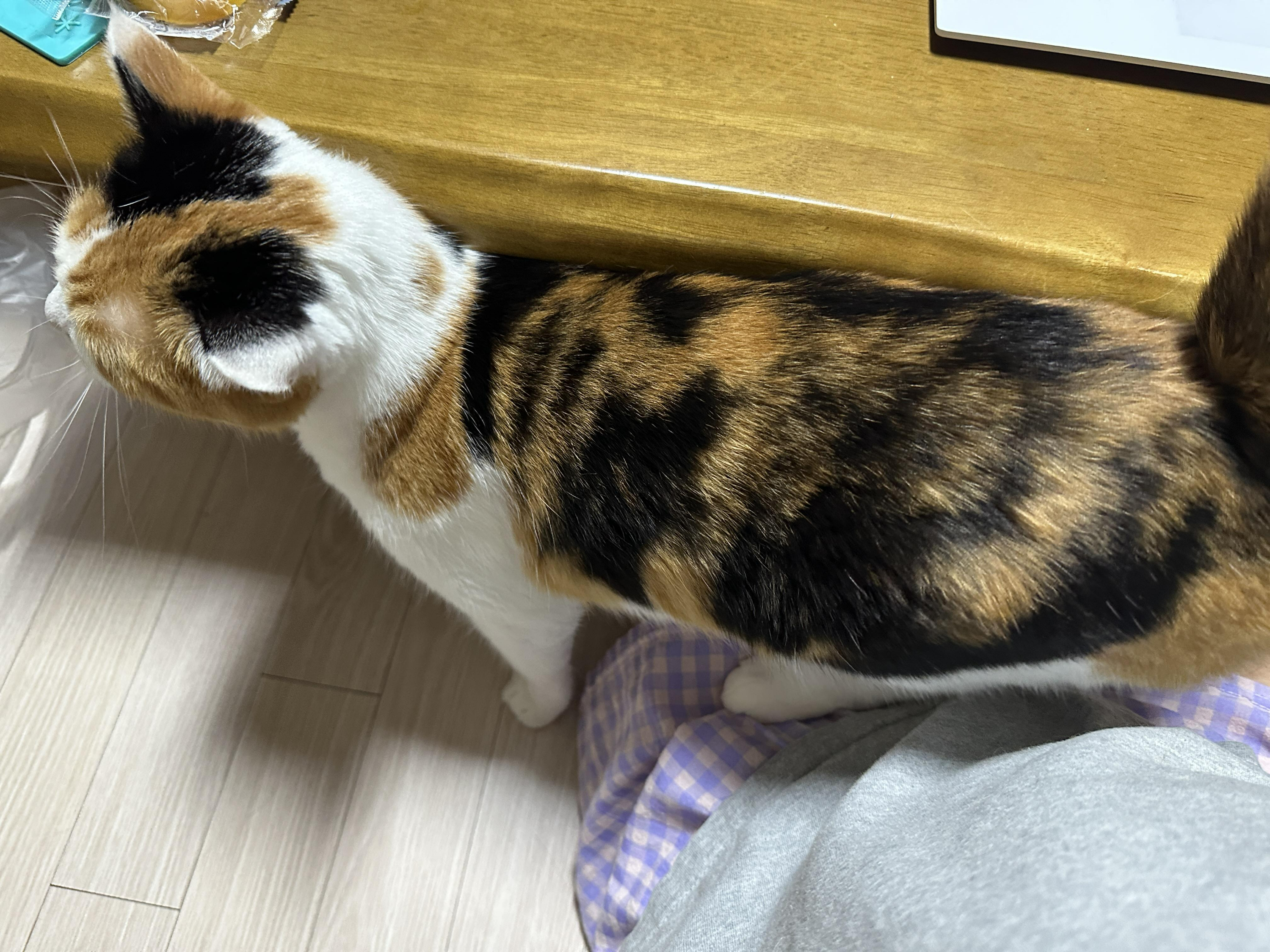 고양이가_정말_좋아하는_스킨십_방법