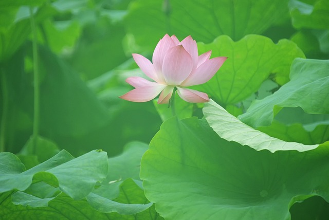 연꽃