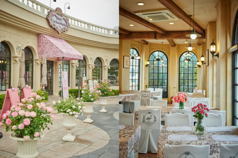 에버랜드 로로티 장미축제