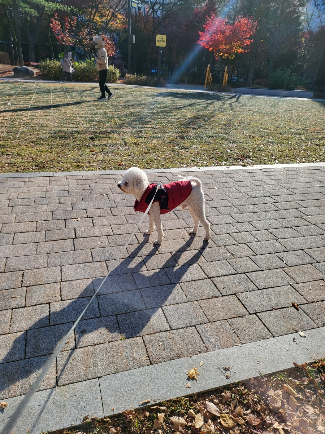 우리 강아지에게 딱 어울리는 이름 추천 가이드 인포그래픽