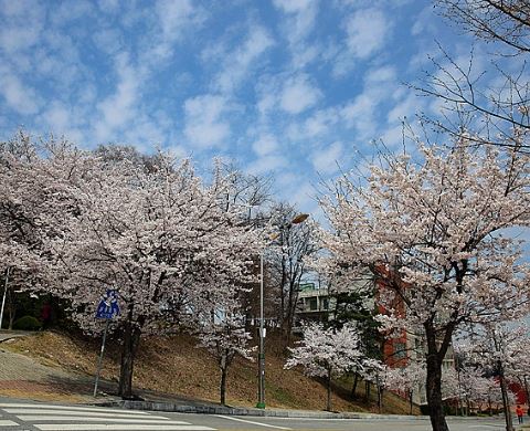 여주 벚꽃