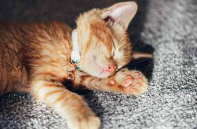 목줄을 메고 자고 있는 아기 고양이