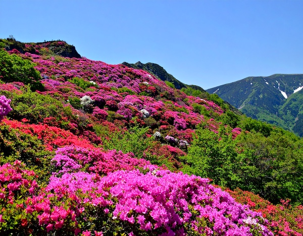 황매산철쭉축제 철쭉길 따라 걷는 등산객들