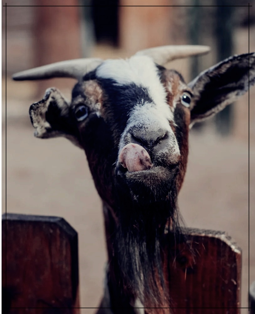 염소즙의 효능과 이점 그리고, 부작용 총정리.