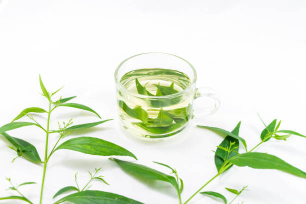 천심련 효능 6가지 및 부작용에 대해서 알아봤습니다. 천심련은 인도에서 수세기 동안 전통적으로 사용되어온 식물로, 최근에는 다양한 건강상의 이점이 인정되어 주목받고 있습니다. 이제는 전 세계적으로 인기 있는 건강식품으로 자리 잡았습니다. 이 글에서는 천심련의 다양한 효능과 함께 섭취할 때 주의할 점 등을 자세히 살펴보겠습니다.