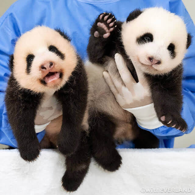 에버랜드 쌍둥이 아기 판다