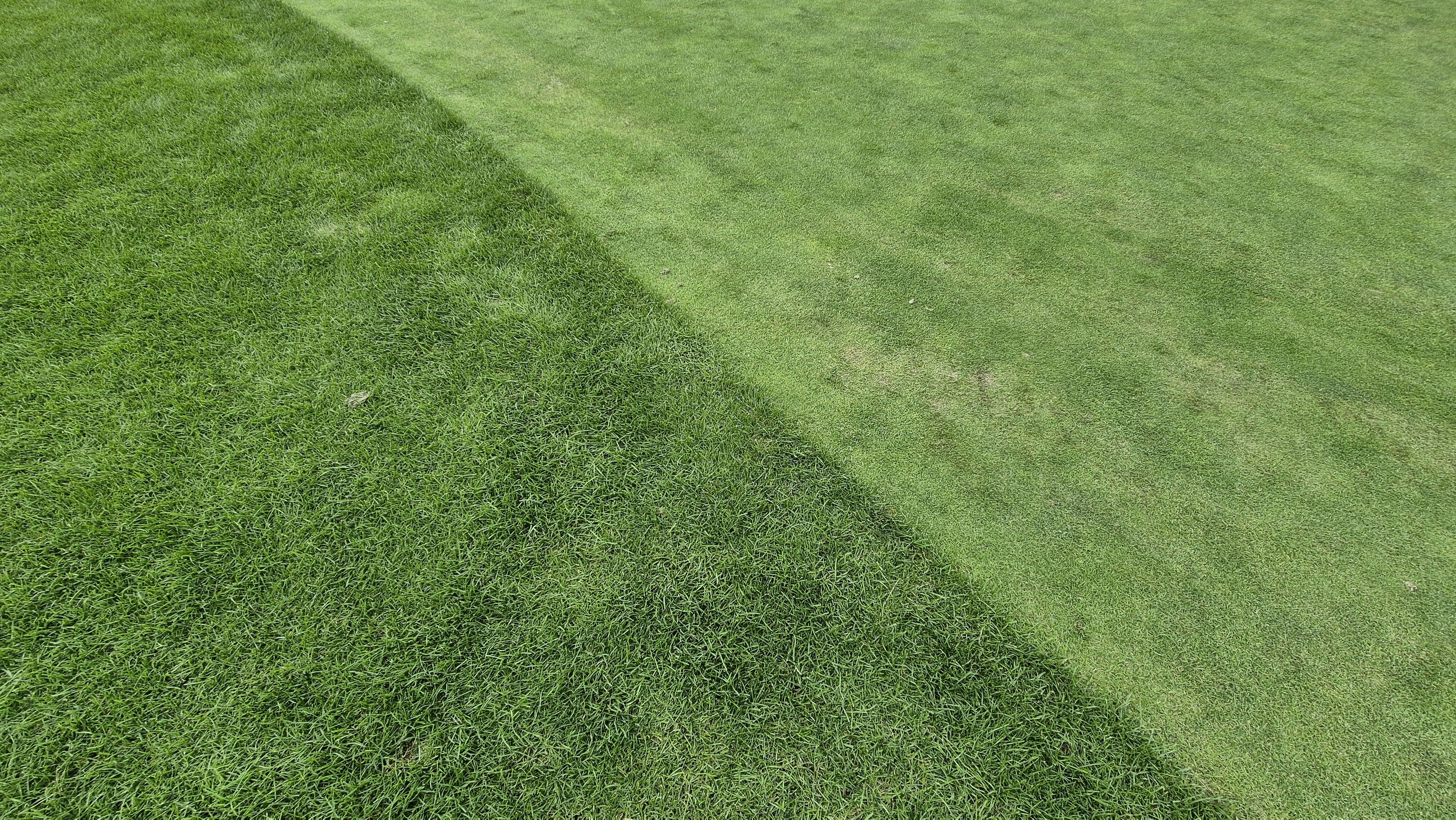 블랙스톤 벨포레cc 그린 관리 상태