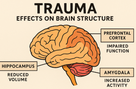 트라우마가 뇌 구조에 미치는 영향