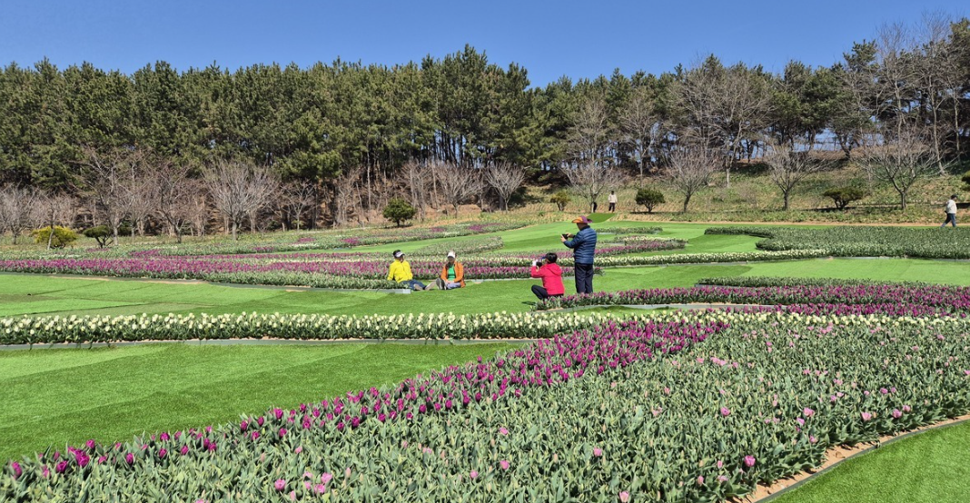 태안 튤립 축제 실시간 개화 상황