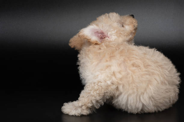 피부 알레르기 증상과 구별 방법