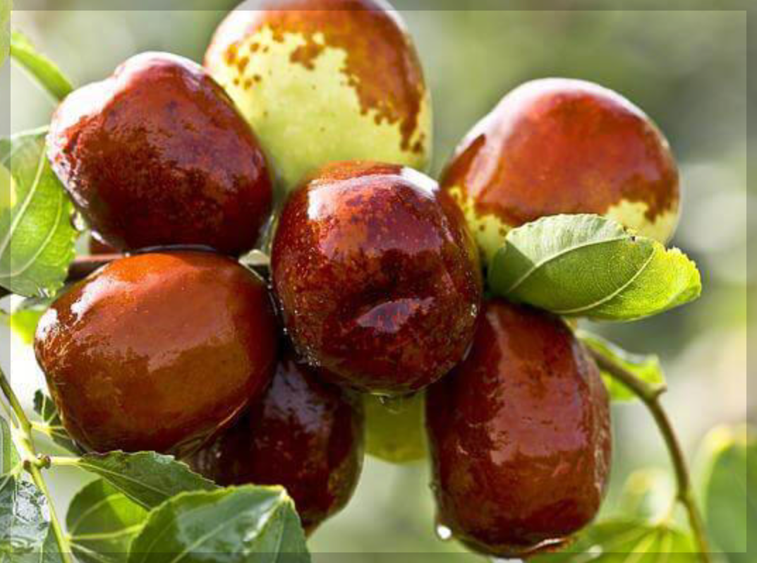 천연 칼륨 대추