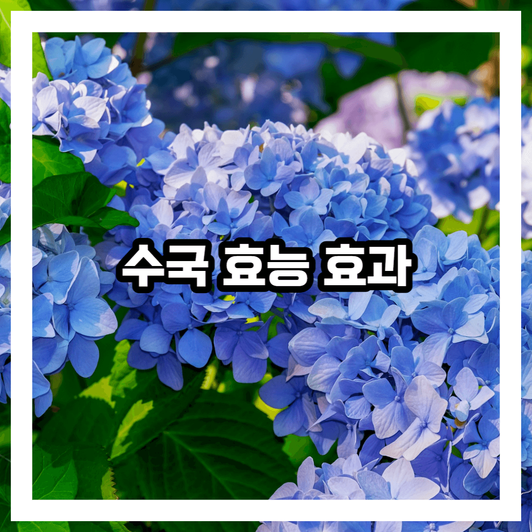 수국 사진 블로그 썸네일