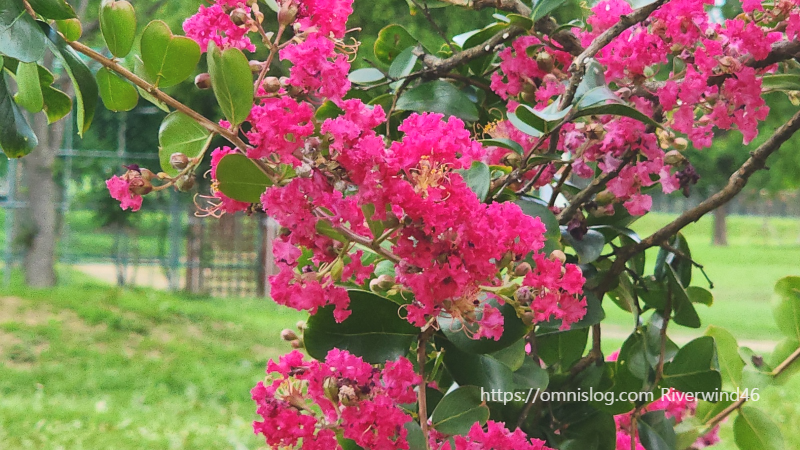 배롱나무꽃,백일홍,여름꽃,간지름나무,목백일홍