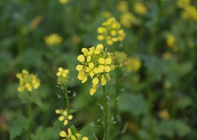 구리 유채꽃 축제 기본정보&amp;#44; 일정&amp;#44; 기간&amp;#44; 출연진 