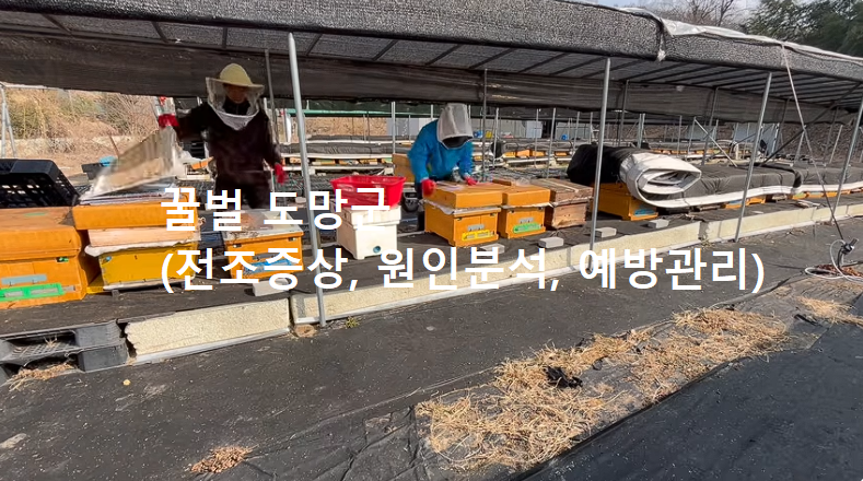 꿀벌 도망군 (전조증상, 원인분석, 예방관리)
