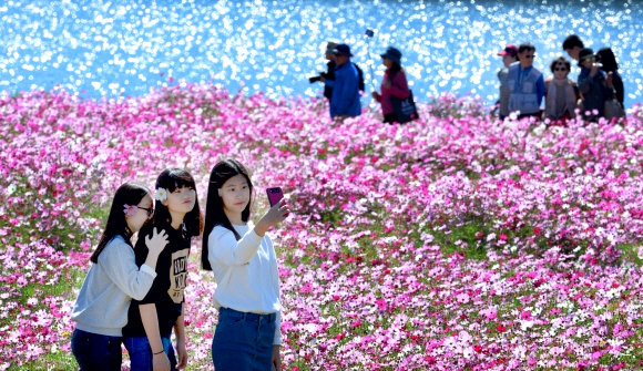 구리 코스모스축제