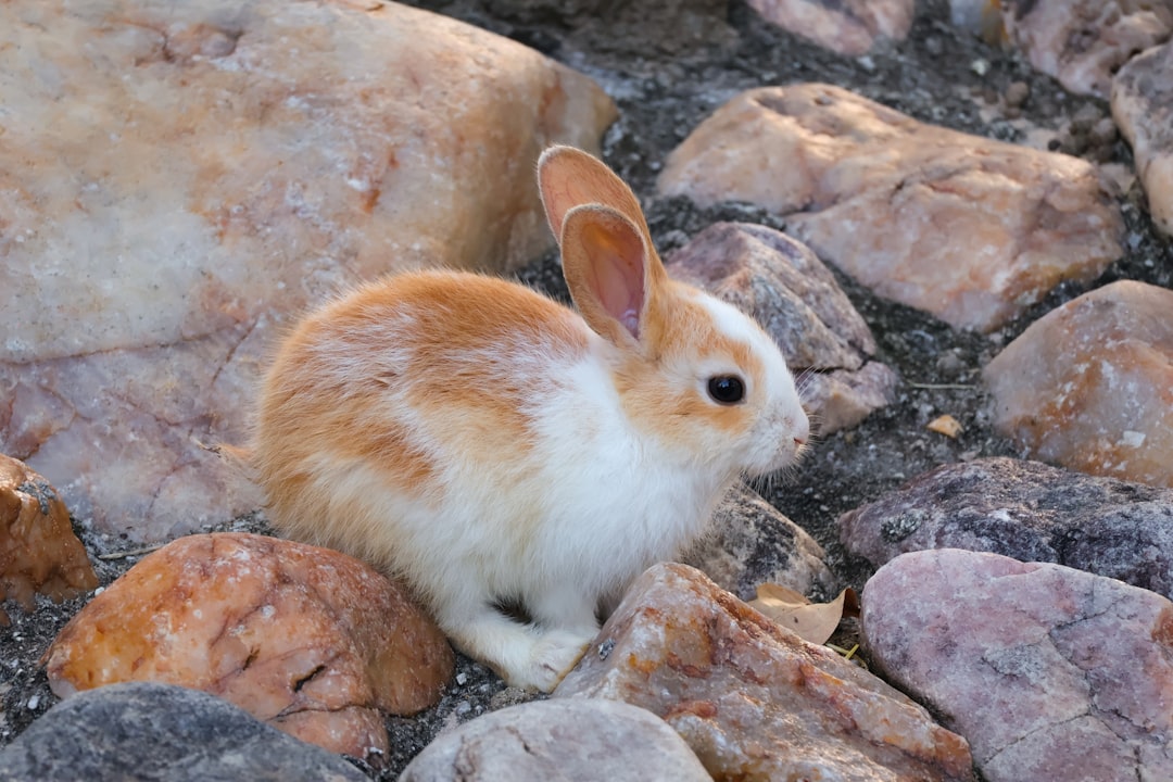 Rabbit.