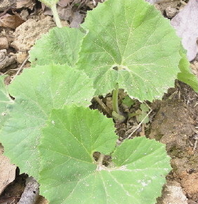 머위 효능과 부작용 고르는법 먹는법 칼로리