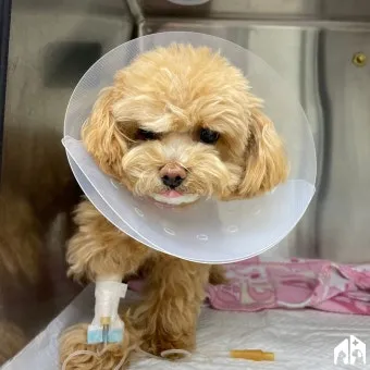 강아지 백내장 수술비용 현실 증상 예방법 보호자 가이드 정리_17