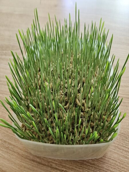 5cm정도 자란 새싹보리