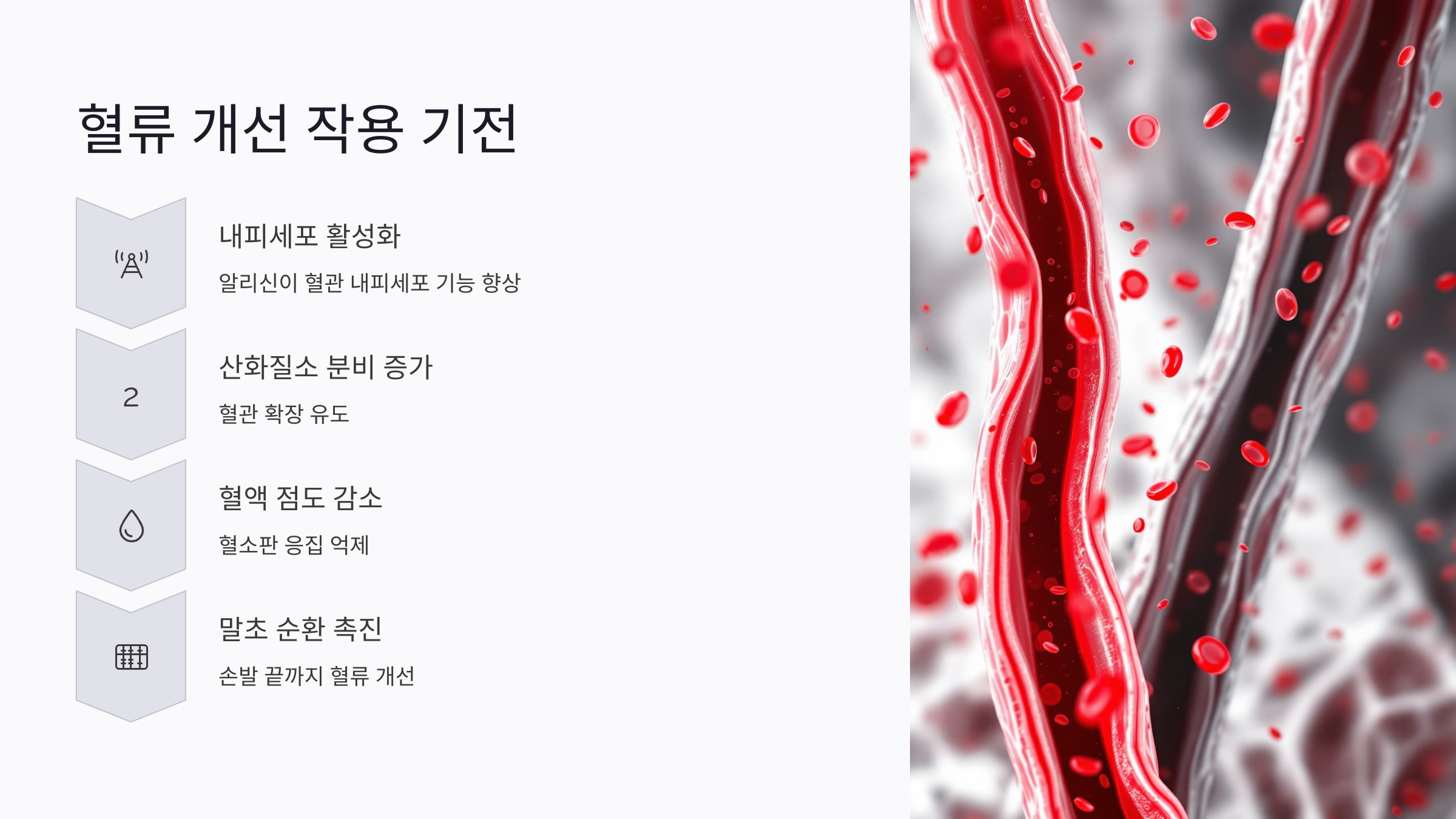 마늘주사의 혈류 개선 효과와 작용 기전