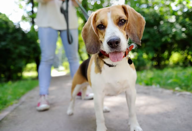 허리 디스크에 걸리기 쉬운 나이나 견종.