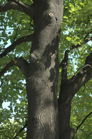 백합나무(튤립나무)