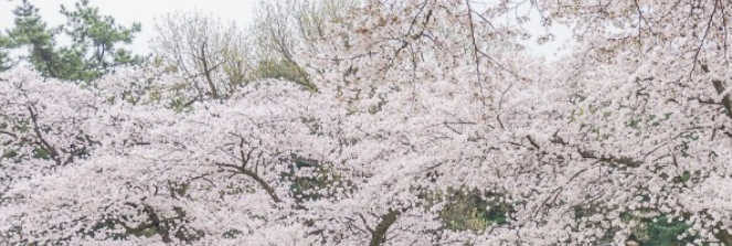 경주 벚꽃 개화시기와 벚꽃 여행 가이드