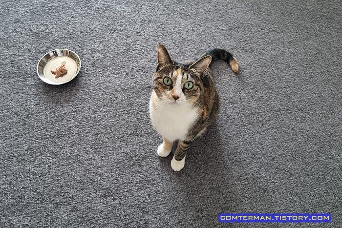 펫코지 캣러그 고양이 뚜기