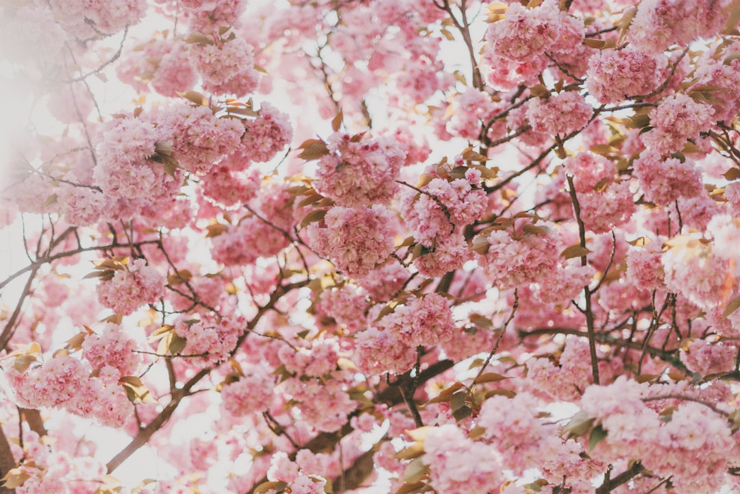 Cherry Blossom