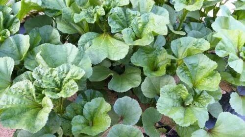 아욱재배-병충해-웃거름