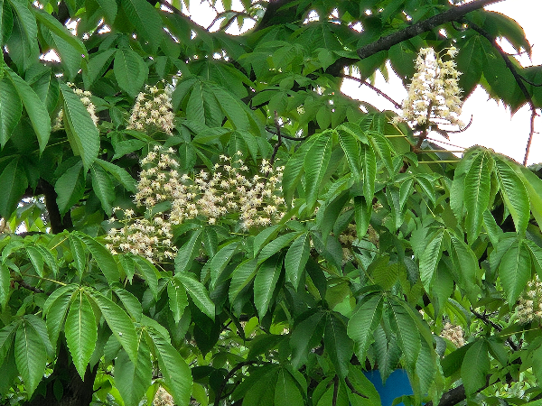 칠엽수 꽃