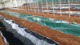 멀칭 필수 가이드 비닐 왕겨 볏짚 잡초 수분관리 효과_12