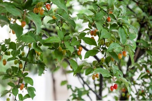 보리수 열매 먹는법