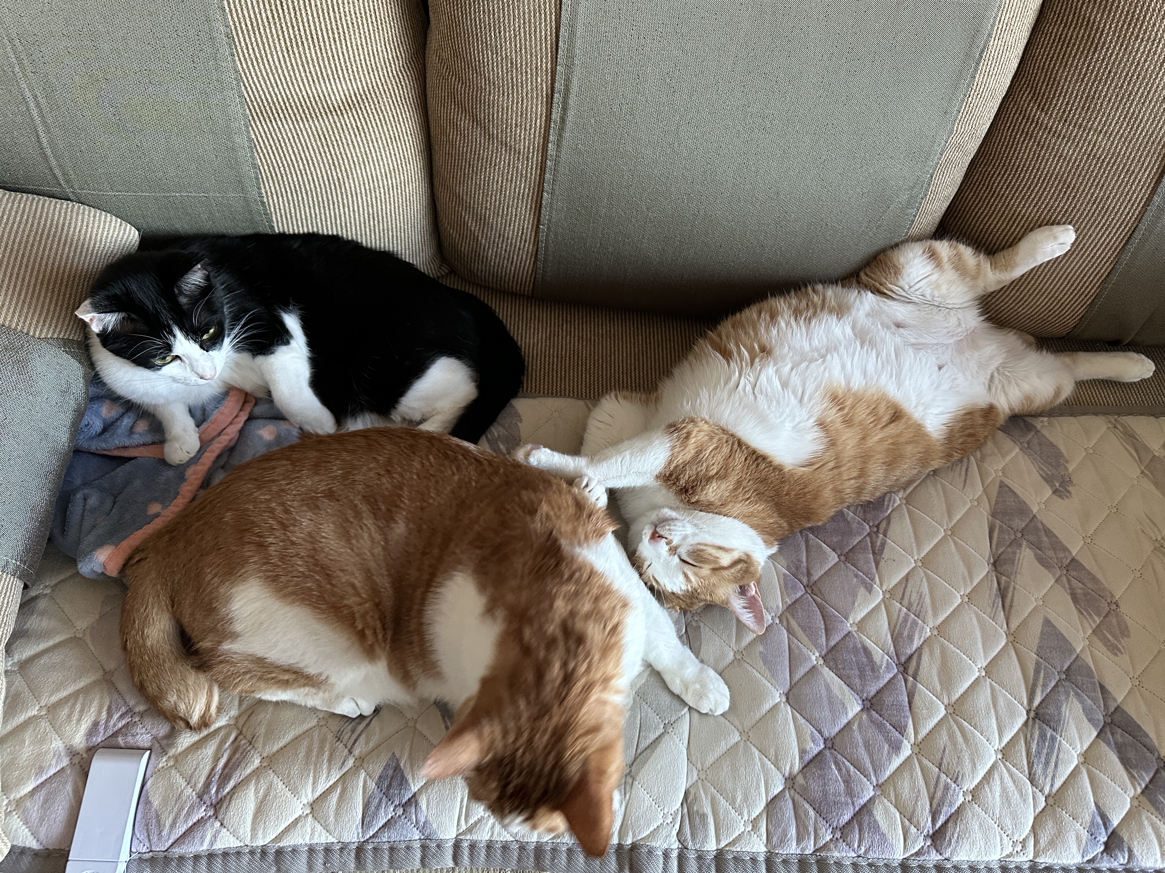 전기장판에_널브러진_고양이들