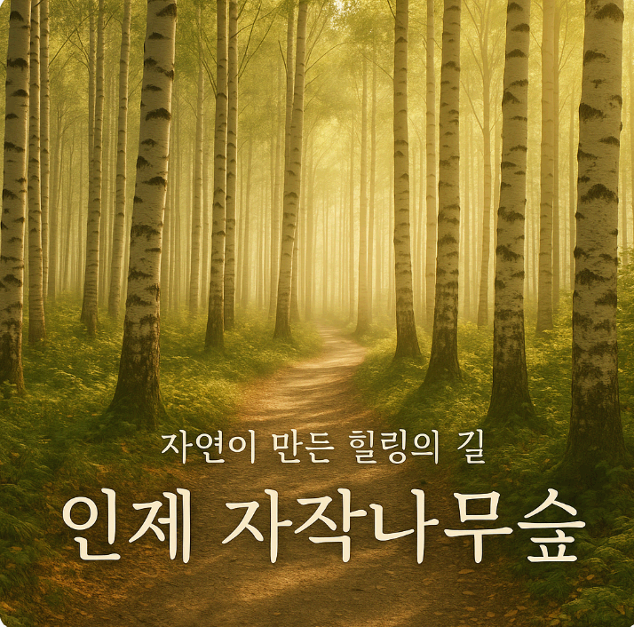 인제 자작나무숲 여행 가이드 – 사계절 힐링 명소🌳