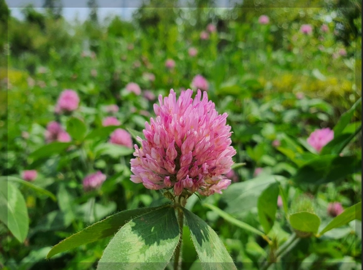 붉은토끼풀 사진
