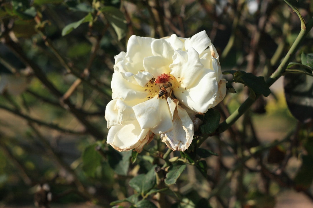 Mugunghwa (Rose of Sharon)
