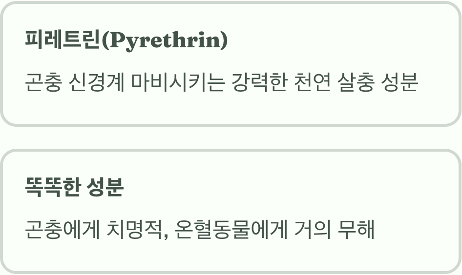 꽃 속에 숨겨진 비밀 병기&amp;#44; &amp;#39;피레트린&amp;#39;