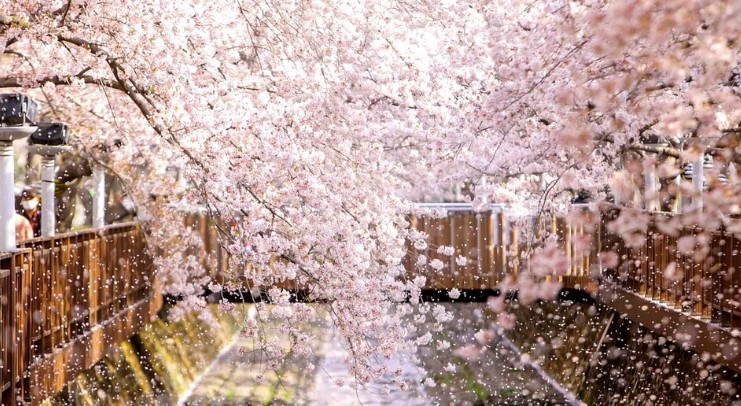 2025년 진해군항제