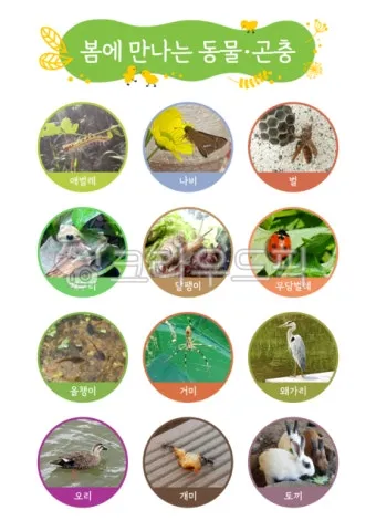 곤충과 동물의 차이점 생물 분류 기준과 이해 돕기_20