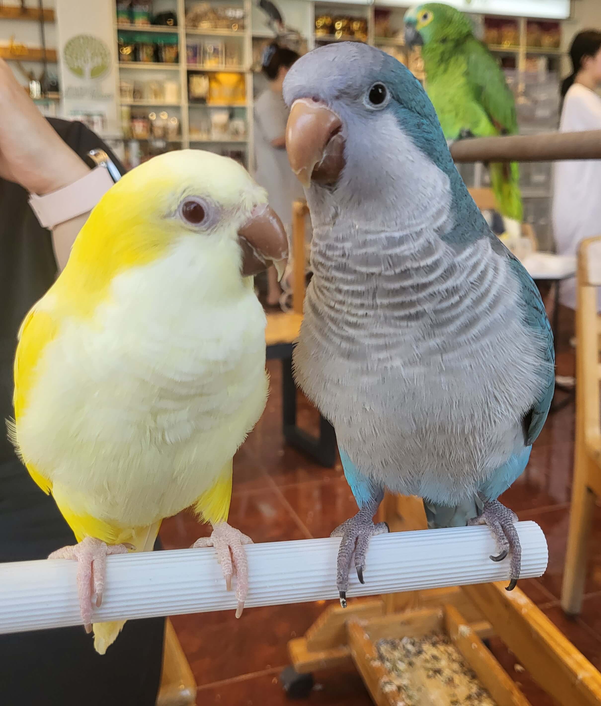 블루 퀘이커와 루티노 퀘이커가 함께 횃대에 앉아있는 모습